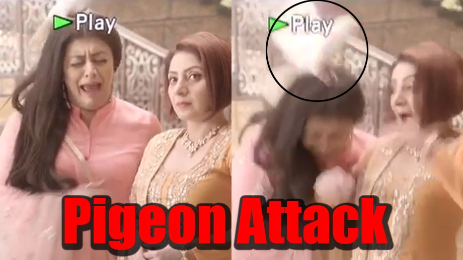 Sufiyana Pyaar Mera: Pigeon attacks actors on set