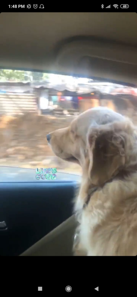 Dhvani Bhanushali has a day out with her dog 1