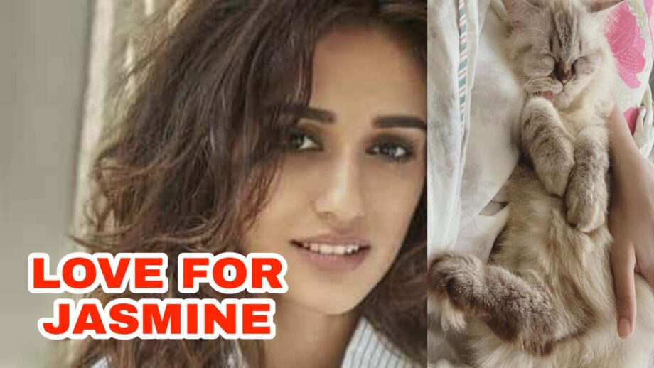 ADORABLE: Disha Patani dedicates a post to her cat 'Jasmine', adds a special heart emoji to show love