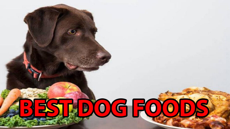 Best Food For Dogs In LOCKDOWN