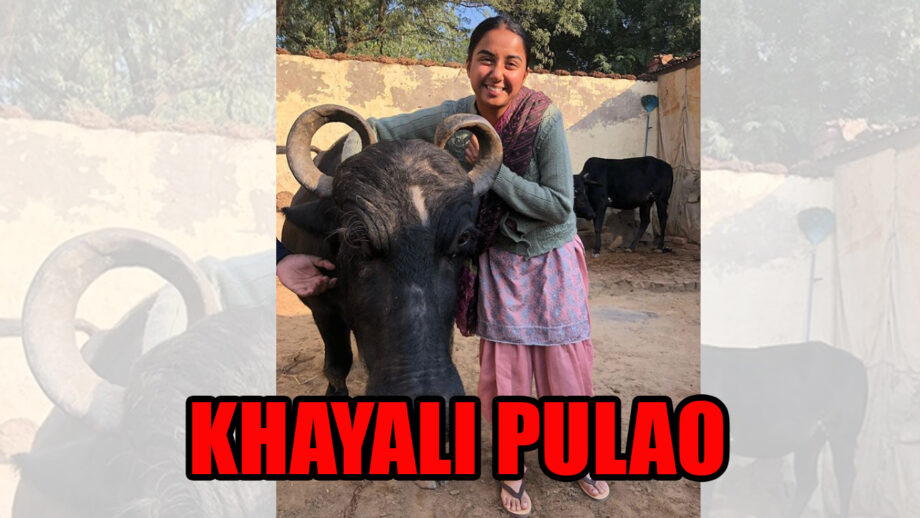 Khayali Pulao: What is Prajata Koli doing with a buffalo?