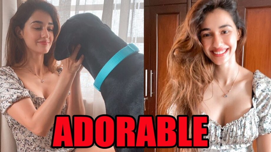 [ADORABLE]: Disha Patani poses with her pet dog, sets internet on fire with her hot avatar