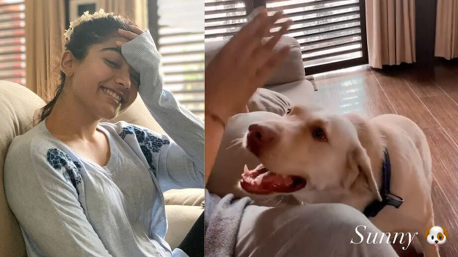 Watch Video: Hot Rashmika Mandanna's adorable play time with her pet dog will melt your heart