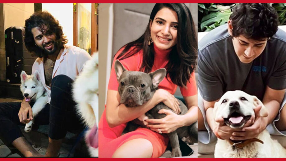 Vijay Deverakonda, Naga Chaitanya, and Mahesh Babu: 3 Hottest South Stars Who Are Also Pet Lovers