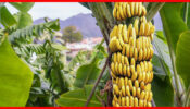 Advantages & Disadvantages Of A Banana: Read Here 1