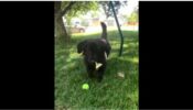 Aww Lovely! Watch This Adorable Video Of A Little Puppy That Plays With Butterflies, Netizens Left Awestruck 477277