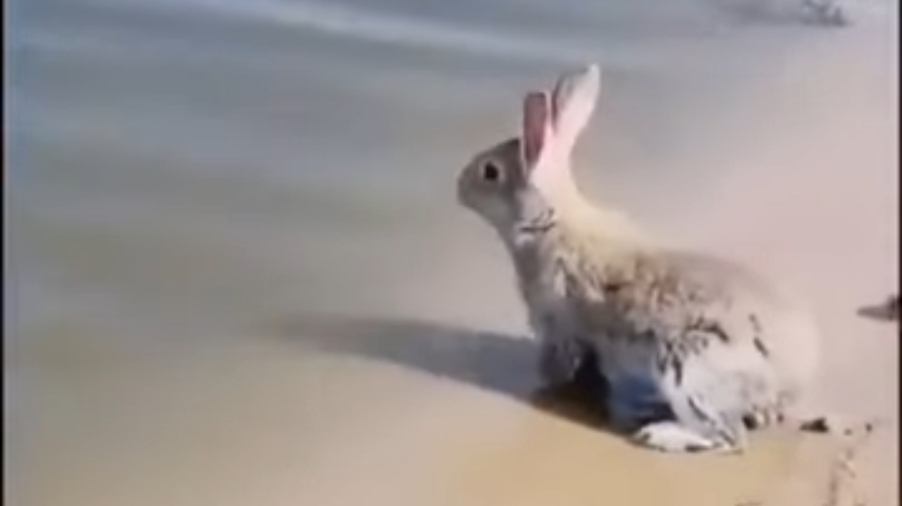 Oh So Cute! A Rare Video Of Rabbit Swimming & Enjoying In Water, Internet  Left Amazed | IWMBuzz