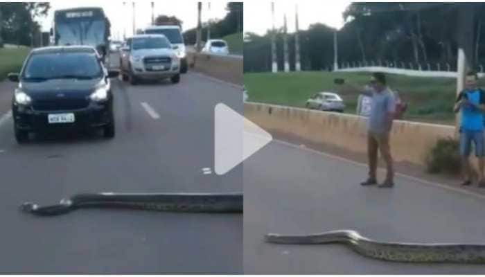 Massive Anaconda Constrictor Goes Across Expressway In Brazil, Video Giving Netizens Butterflies 464336