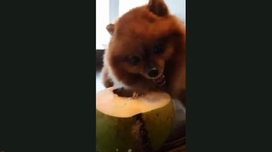 'Joey Doesn't Share Food': A Video Of A Dog Refuses To Share His Tender Coconut Water Will Leave You Laugh Hard, Watch Viral Video 481831