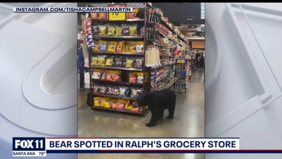 OMG WHAT: A Bear Was Spotted Wandering Around The Supermarket Before Walking Out Of The Store In California, Watch The Viral Video Here 489499