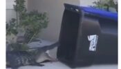 Unbelievable! A Man Uses A Garbage Bin To Trap A Massive Alligator; Watch The Viral Video Here 494930