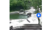 Viral Video: A Baby Elephant Slides Into The Water Hole; Check Out How The Family Rushes To Save The Calf 487994