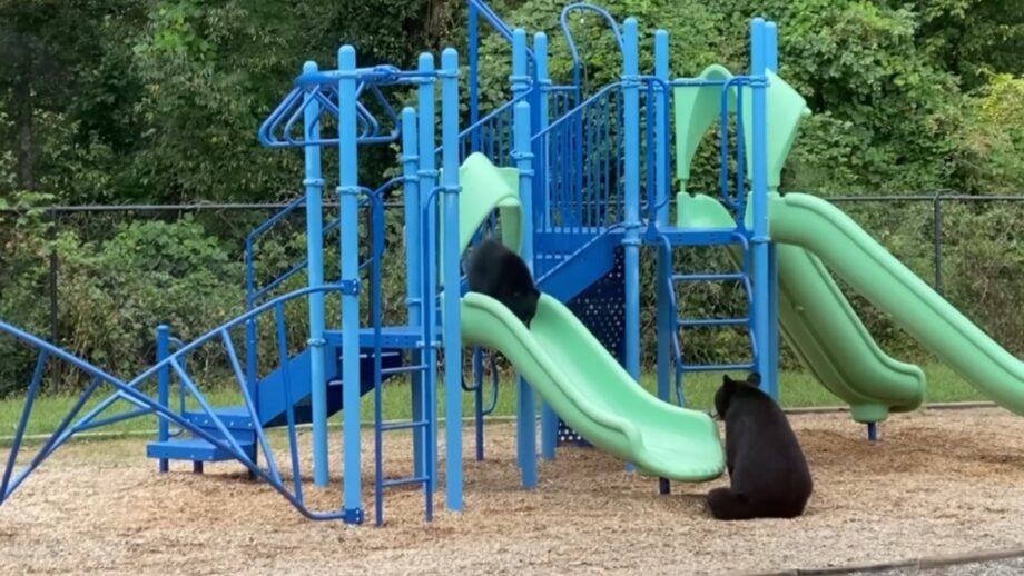 Wow! How Adorable! A Viral Video Of A Mama Bear Teaching Her Cub How To Use Slide-In Playground Has Left Netizens Amazed 485964