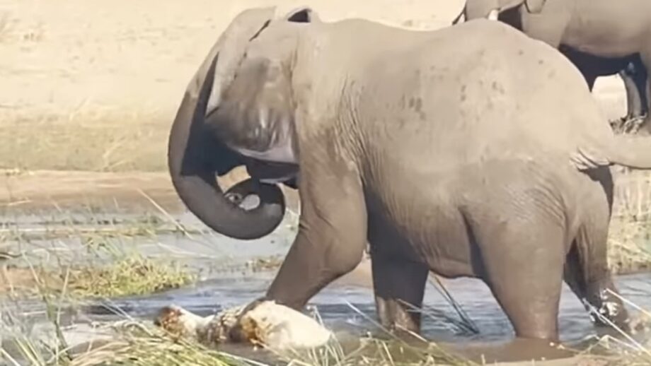 A Video Of Deadly Fight Between The Crocodile And The Elephant Is Something  That You Cannot Miss, Watch ASAP | IWMBuzz