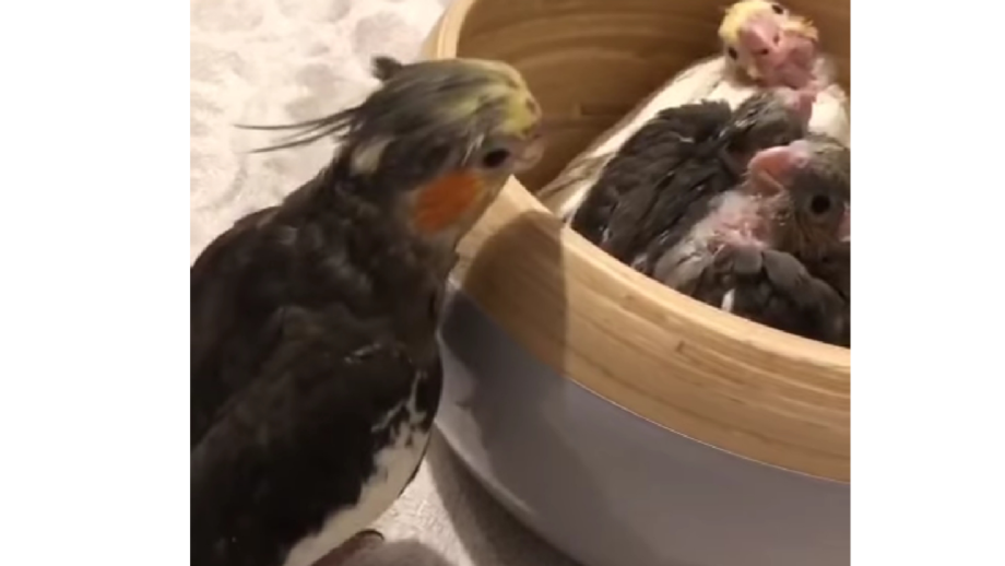 A Playful Cockatiel Can Be Seen Saying 'Peekaboo' And Then Ducking To Hide Away From The Baby Birds Has Won The Internet 499141