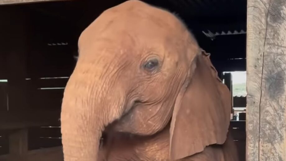 Nostalgia Hitting Hard! A Super Cute Video Of A Baby Elephant Named Kinyei Who Refuses To Go To Sleep Despite Completing All Her Activities Is Going Viral 507064