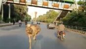 A Viral Video Of An Ostrich Was Spotted Running Furiously In The Middle Of A Highway In Lahore 514316