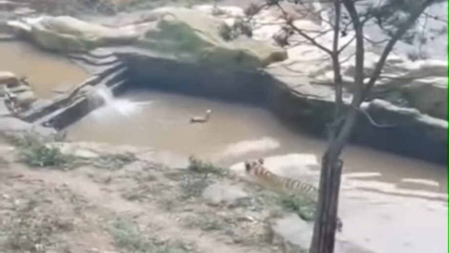 A video of a duck playing hide and seek with a tiger has gone viral 534296