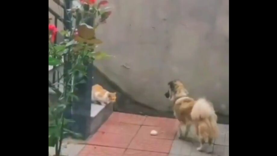 A Pet Dog Won Hearts On The Internet After It Was Caught On Camera Sharing Its Food With A Stray Cat 536683