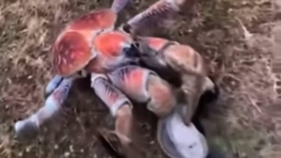 Giant Crab Snapping A Golf Club In Half Has Gone Viral