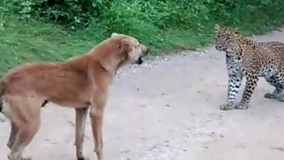 A Clip Of The Two Animals In A Horrific Confrontation Went Viral, Watch The  Video To Learn More | IWMBuzz