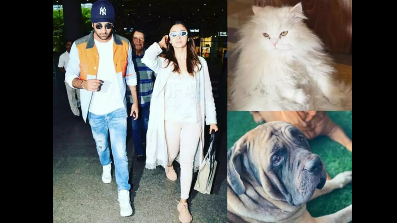 Alia Bhatt Shares Love Cues, Calls Herself 'dog' And BF Ranbir Kapoor 'cat'  IWMBuzz 