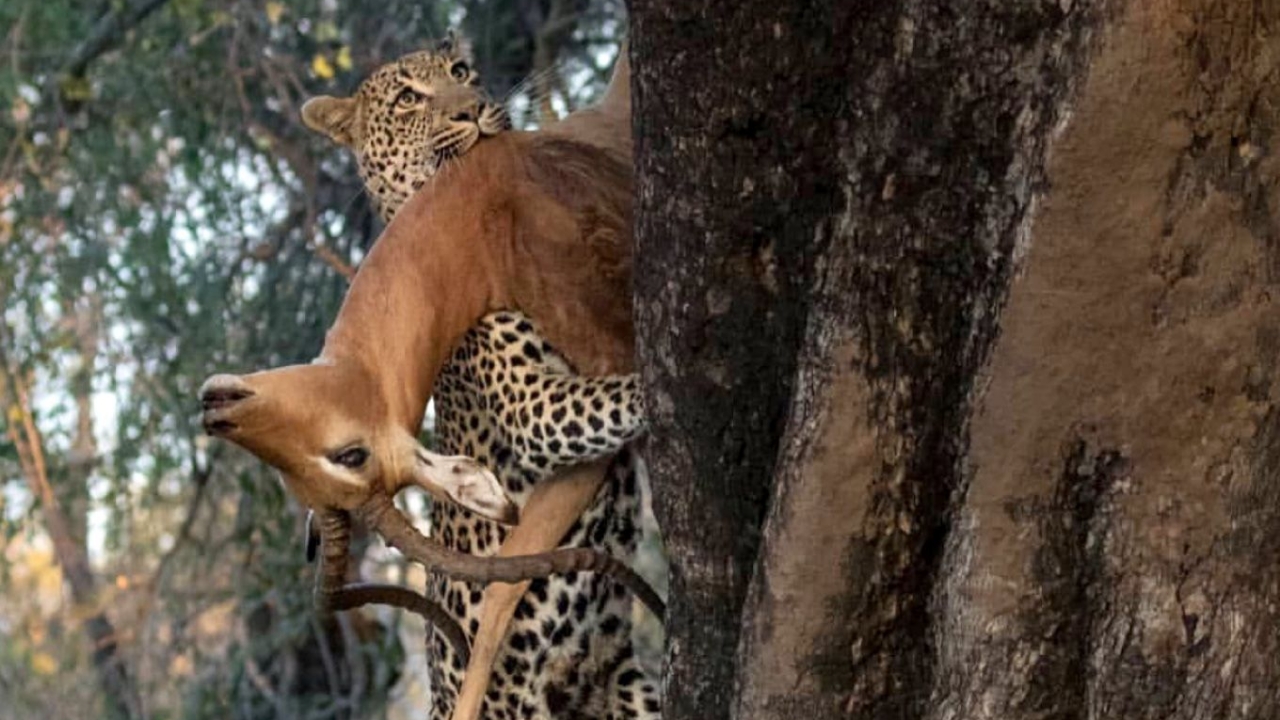 Watch: Leopard Climbs The Tree While Carrying A Complete Impala In His  Mouth | IWMBuzz