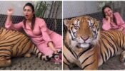 Divyanka Tripathi pets real dangerous tiger like a pro, fans stunned 627329