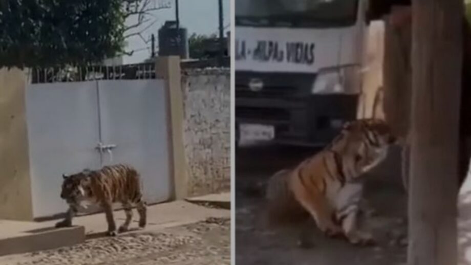 Watch: Man Held Bengal Tiger Like A Dog When Found On The Streets Of Mexico 643926