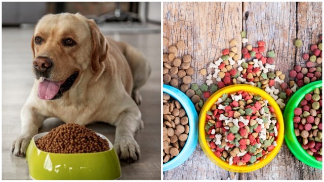 Do Not Serve These 'Human' Meals To Your Pets 668347