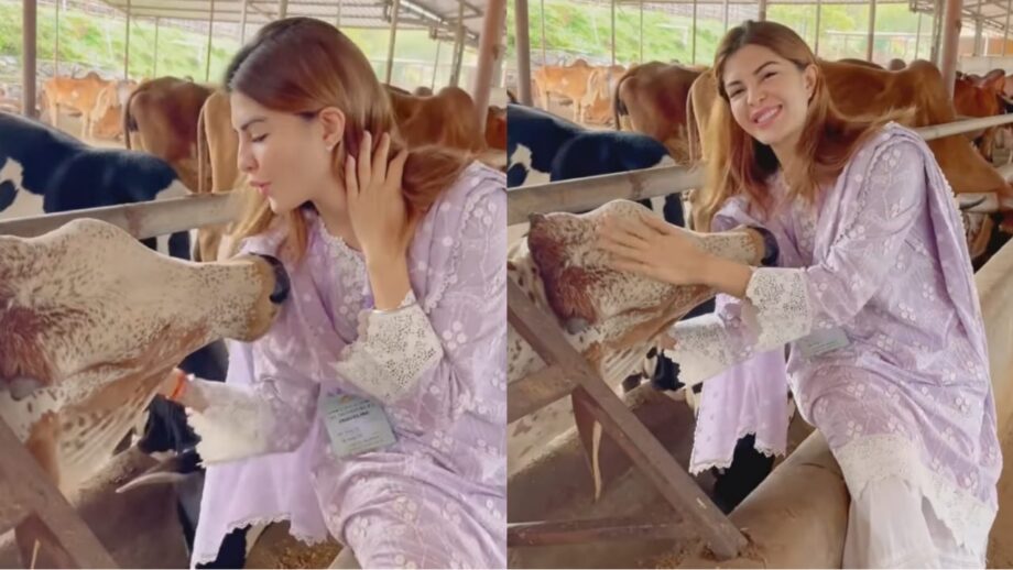 Watch Video: Jacqueline Fernandes Celebrates Her Birthday At Cattle, Cuddles With Cows