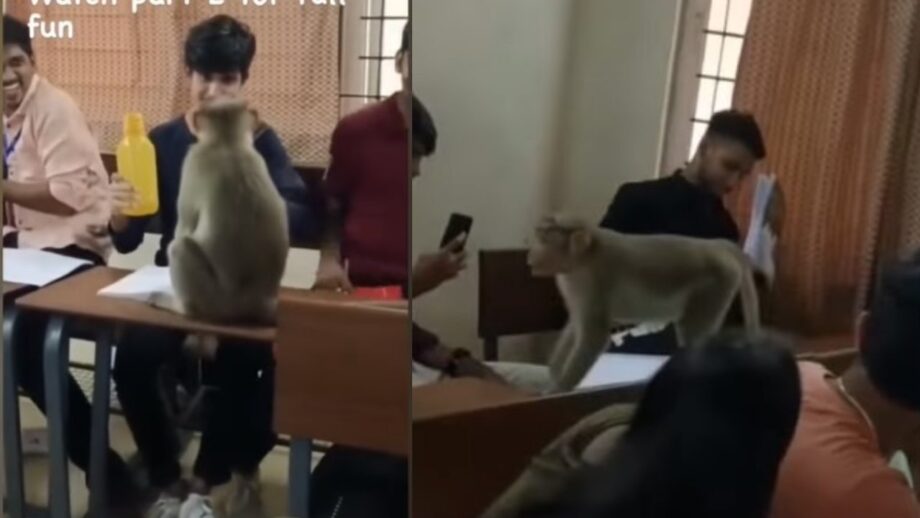 Viral video: Monkey breaking into a class full of students is a cute and  hilarious clip to surface this morning | IWMBuzz
