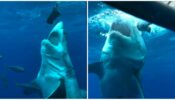 Watch this shark eating the camera: Video here 714093