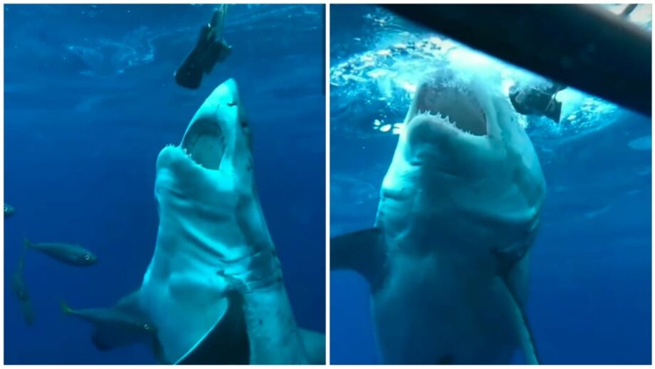 Watch this shark eating the camera: Video here 714093