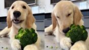 Golden Retriever Eating Broccoli in Adorable Video Goes Viral 762350