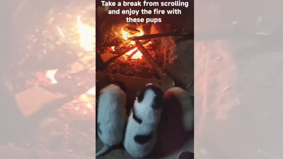 Group Of Puppies Enjoying Fire In Cold Weather Is The Cutest Thing On Web 755962