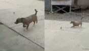 Heart-Melting Video Of A Dog Who Is Playing Around With A Chic Is Circulating On Web 755117