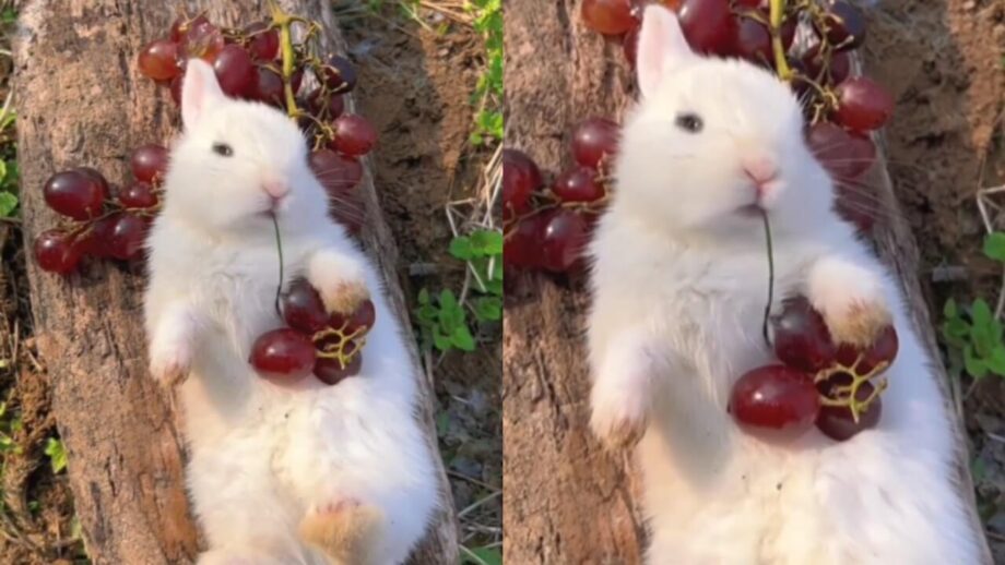 The Internet Can't Get Enough of this Relaxed Bunny Eating Cherries 762346