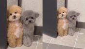 This Video Of A Cute Dog Will Make You Fall In Love; Watch Now 754991