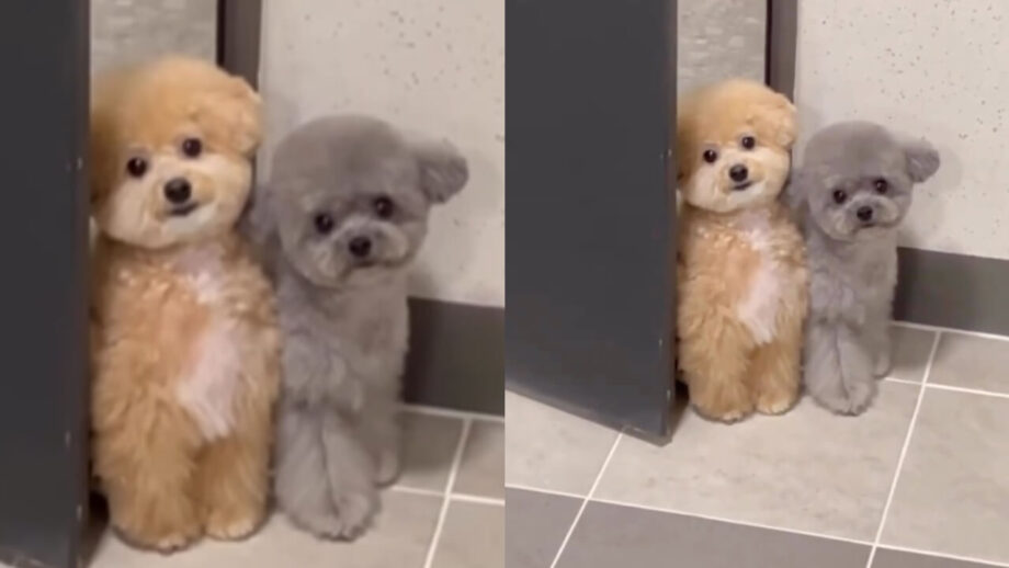 This Video Of A Cute Dog Will Make You Fall In Love; Watch Now 754991