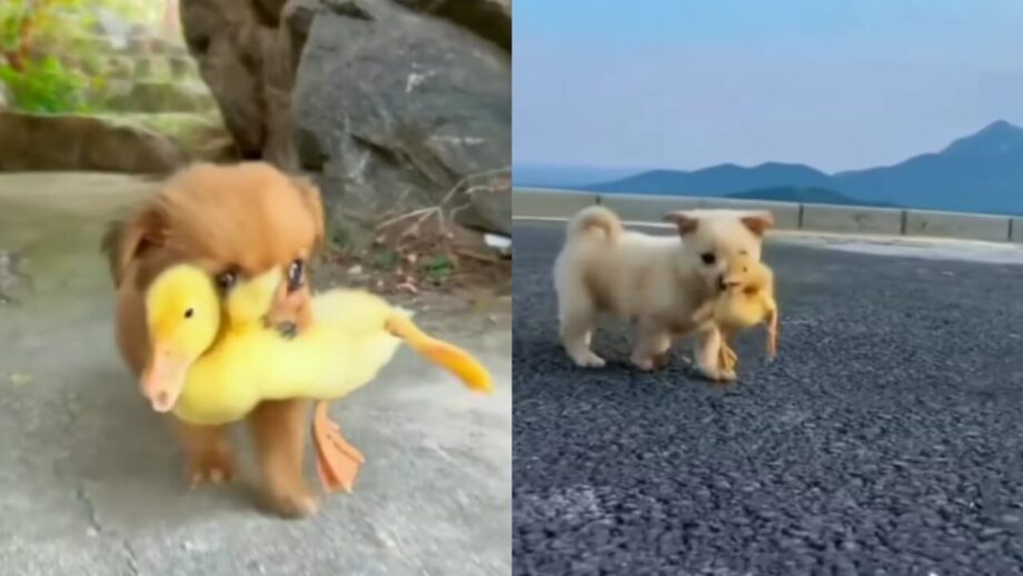 This Video Of A Puppy And Chic Will Make You Go Awestruck 758333