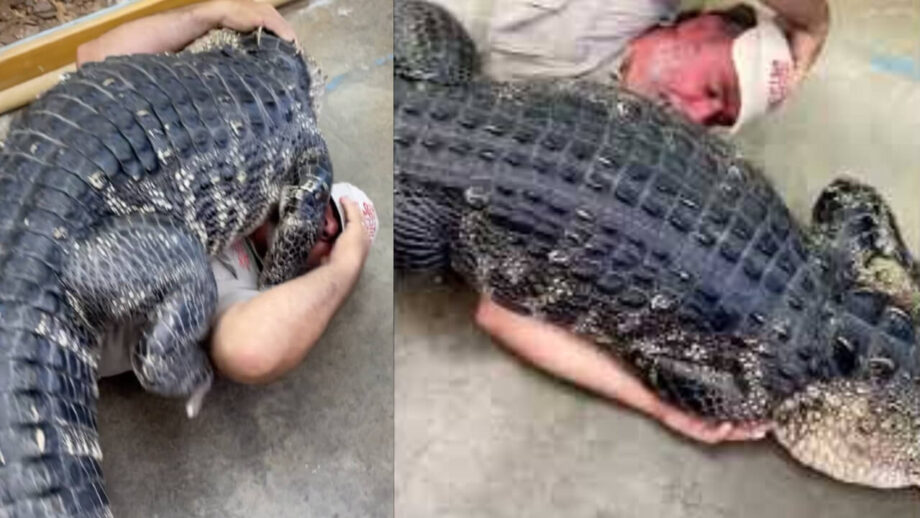 Viral Video: Alligators Hugging Each Other Will Startle You; Watch 754238