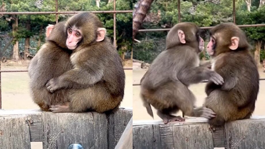 Baby Monkeys Cuddling Each Other Will Make You Smile; Watch 751752