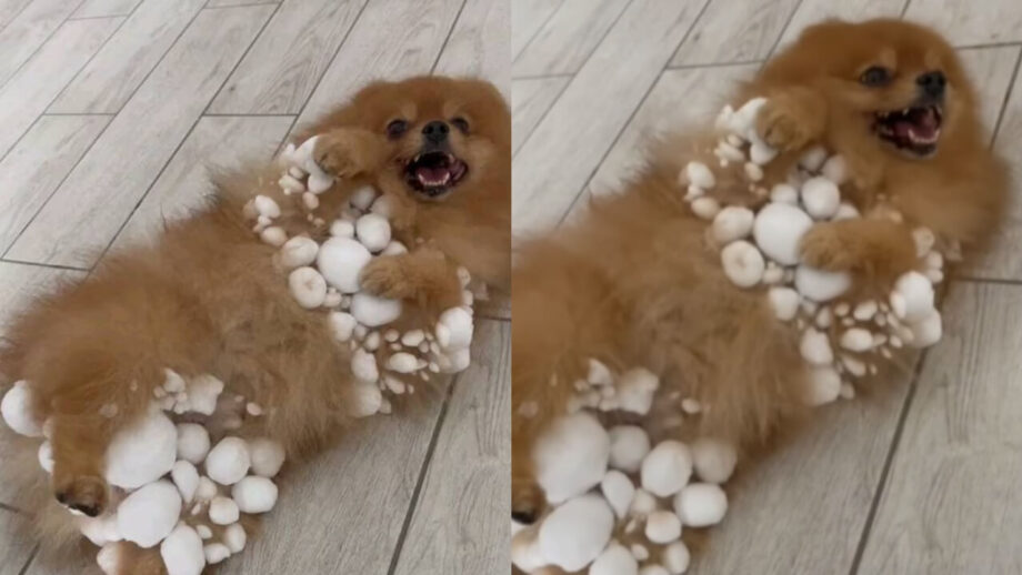 Viral Video: Dogs Goofing Around In Ice Will Make You Smile; Watch 755120