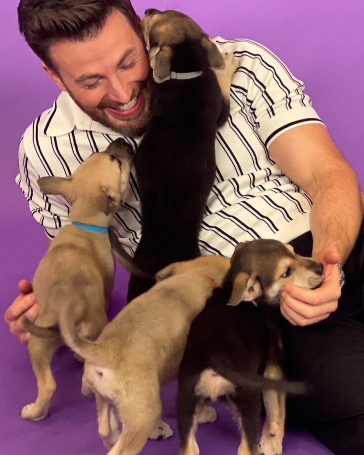 Chris Evans And His Dogs: A Timeline Of Their Awesome Friendship; Check Now! 790679