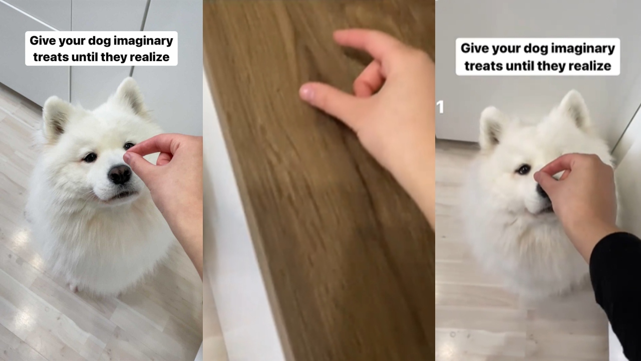 Viral Video: A Dog Being Fed 'Invisible Treats'; Internet Finds Funny 789377
