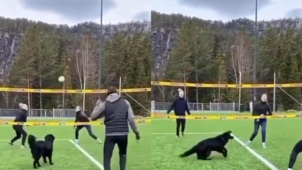 Viral Video: A Dog Enjoys Playing Volleyball With Humans Like A Pro, Impresses The Netizens 780440