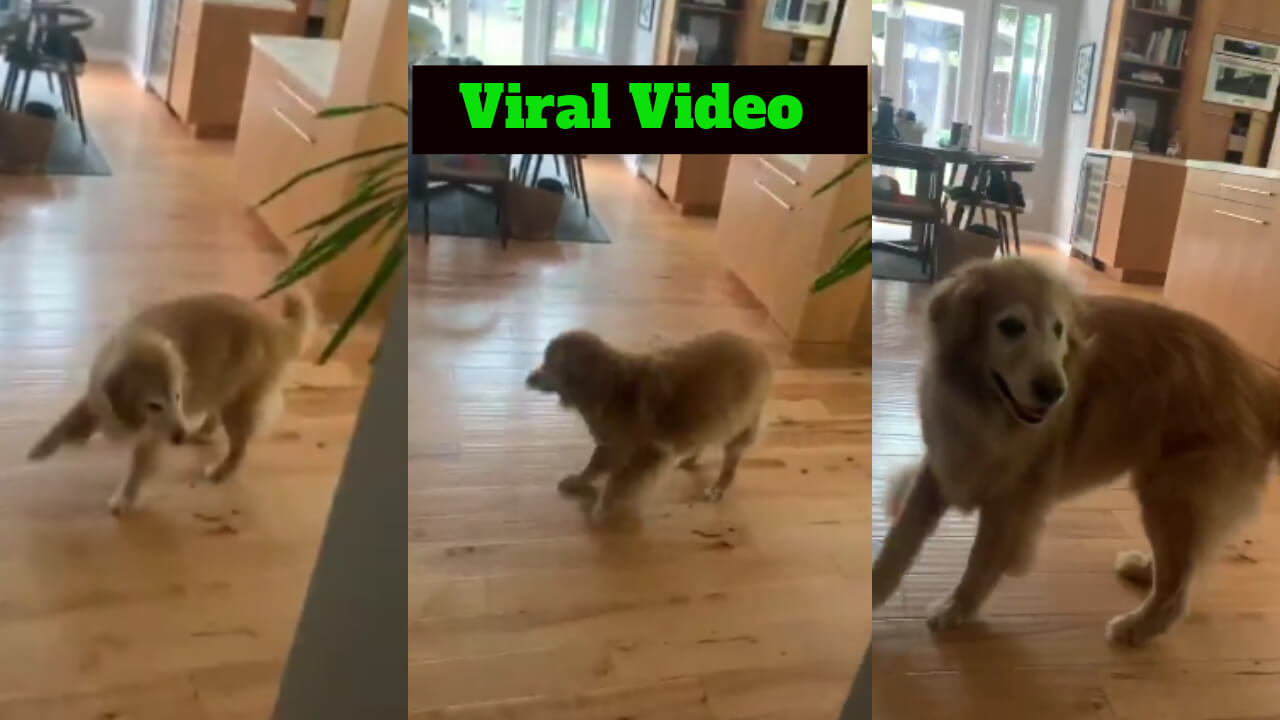 Viral Video: A Dog Starts Dancing While He Sees Food; Netizens In Hysterics 791634