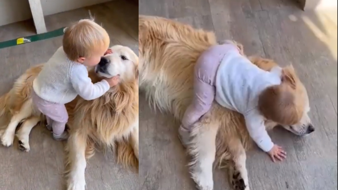 Viral Video: A Toddler Cuddling A Golden Retriever Will Definitely Make You Smile, Watch! 781958