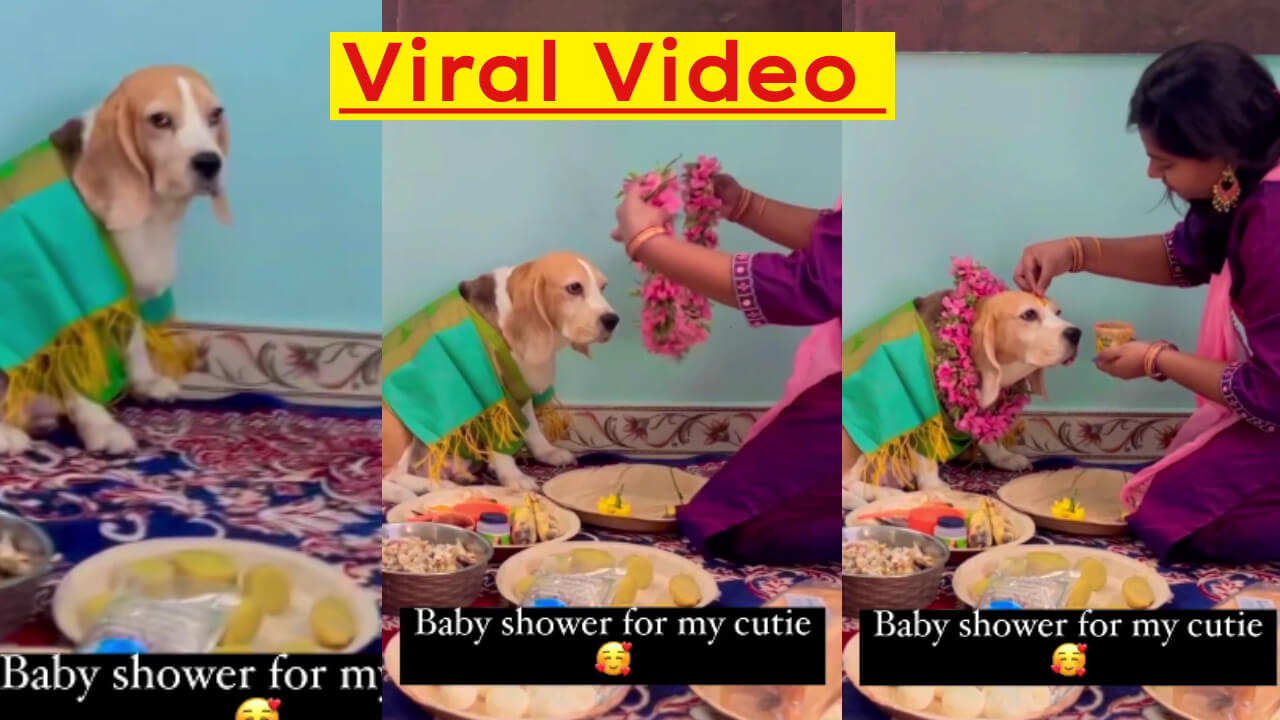 Viral Video: A Woman Performs Baby Shower For Her Pet Dog With Traditional Rituals 788580